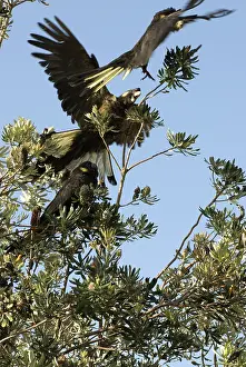 Cockatoos: Yellow-tailed black cockatoo