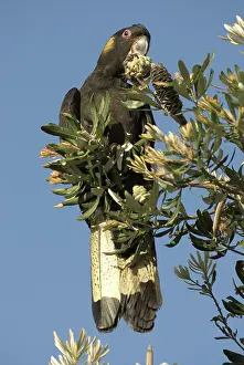 Cockatoos: Yellow-tailed black cockatoo