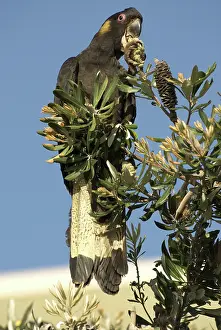 Cockatoos: Yellow-tailed black cockatoo