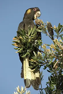 Cockatoos: Yellow-tailed black cockatoo