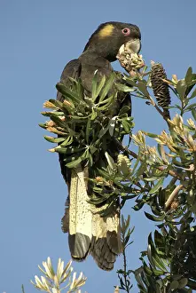 Cockatoos: Yellow-tailed black cockatoo