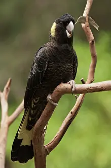 Cockatoo: Yellow-tailed Black Cockatoo