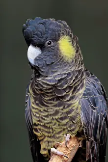 Cockatoo: Yellow-tailed black cockatoo (Calyptorhynchus funereus)