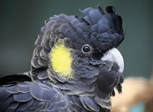 Cockatoo: Yellow-tailed black cockatoo (Calyptorhynchus funereus)