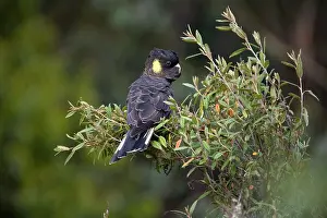 Calyptorhynchus: Yellow-tailed Black-Cockatoo - Female