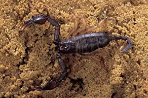 Euscorpius: Yellow-tailed Scorpion