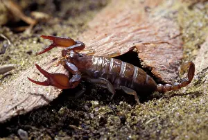 Euscorpius: Yellow-tailed Scorpion - attack position