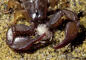 Euscorpius: Yellow-tailed Scorpion - eating a young scorpion