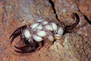Euscorpius: Yellow-tailed Scorpion - female with young on its back