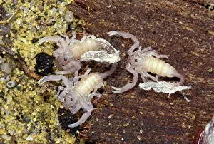Euscorpius: Yellow-tailed Scorpion - young after moulting