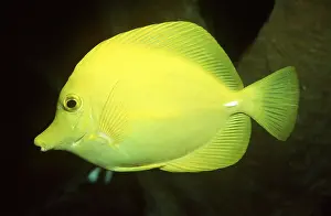 Tang: YELLOW TANG - WHOLE BODY