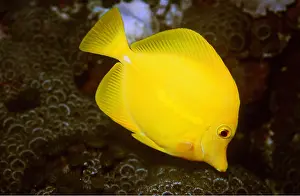 Tang: YELLOW TANG - feeding