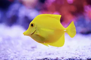 Surgeonfish: Yellow tang (Zebrasoma flavescens) in a aquarium