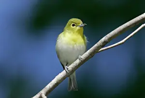 Vireos: Yellow-thoated Vireo - spring
