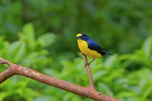 Euphonia: Yellow-throated Euphonia Euphonia hirundinacea La Fortuna, C