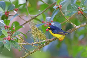 Euphonia: Yellow-throated Euphonia Euphonia hirundinacea La Fortuna, C