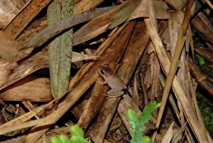 Trinidad: Yellow-throated Frog