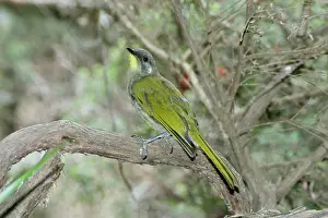 Tasmania: Yellow-throated HONEYEATER - in woodland