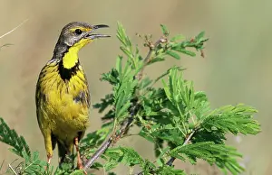 Croceus: Yellow-throated LONGCLAW - perched in tree