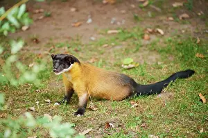 Martes: Yellow-throated marten (Martes flavigula), captive
