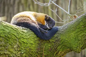 Martes: Yellow-throated marten (Martes flavigula) in a forest