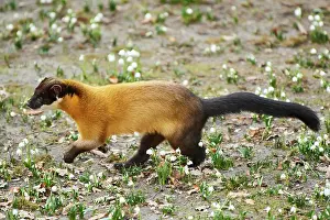 Martes: Yellow-throated marten (Martes flavigula) running
