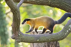 Type: Yellow-throated marten (Martes flavigula) on a tree in autumn