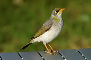 Miners: Yellow-throated Miner