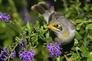 Miners: Yellow-throated Miner