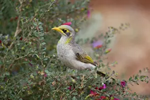 Miners: Yellow-throated Miner