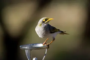 Miners: Yellow-throated Miner - on a drinking fountain