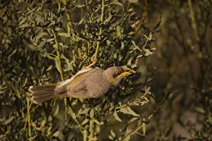 141118: Yellow-throated Miner - Feeding in bush - Papunya