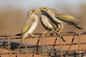 Miners: Yellow-throated Miner - Three of a group of four