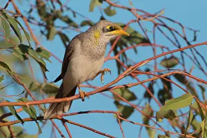Thin: Yellow-throated Miner - perched on thin Eucalypt branch