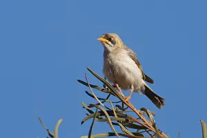 Hakea: Yellow-throated Miner - Perched on a Hakea macrocarpa
