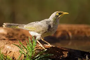 Miners: Yellow-throated Miner - At a pool