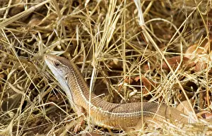 Plated: Yellow-throated Plated Lizard
