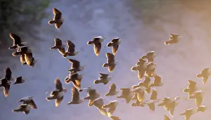 Sandgrouse: Yellow-throated SANDGROUSE - flock in fight