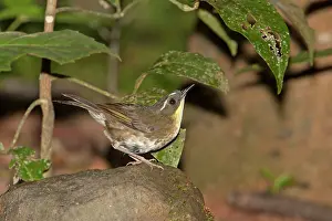 Sericornis: Yellow-throated Scrubwren