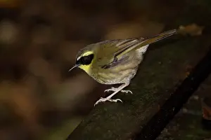 Scrubwrens: Yellow-throated Scrubwren