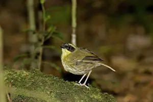 Sericornis: Yellow-throated scrubwren