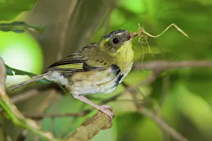 Sericornis: Yellow-throated Scrubwren