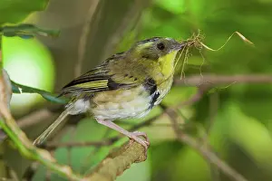Scrub: Yellow-throated Scrubwren
