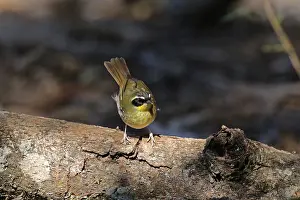 Scrubwren: Yellow-throated Scrubwren male
