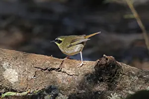 Scrubwren: Yellow-throated Scrubwren male