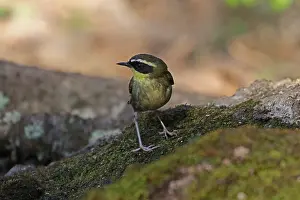Scrubwren: Yellow-throated Scrubwren male after a bath