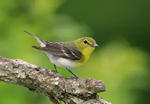 Vireos: Yellow-throated Vireo