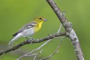 Ontario: Yellow-throated Vireo (Vireo flavifrons) perched on a branch in southern Ontario