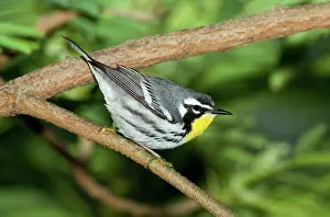 Parulidae: Yellow-throated Warbler