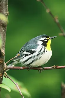 Parulidae: Yellow-throated Warbler